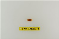 藏品(衛氏毛帶蟹)的圖片